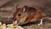 24 Hour & Emergency Exterminators in Salisbury, NC